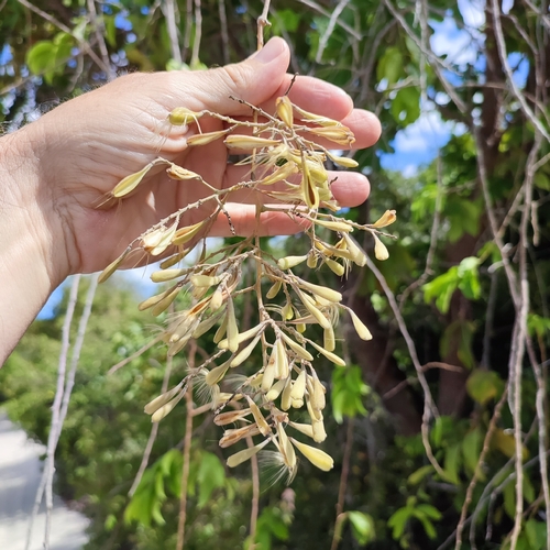 Bredemeyera floribunda (Short leaf bredemeyera) — photo