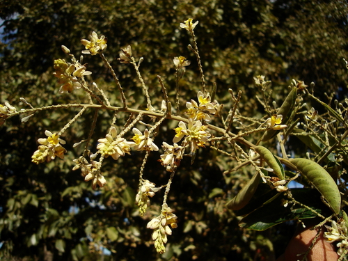 Bredemeyera floribunda