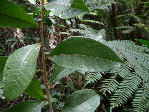 Brenandendron donianum (Cabbage tree) — photo