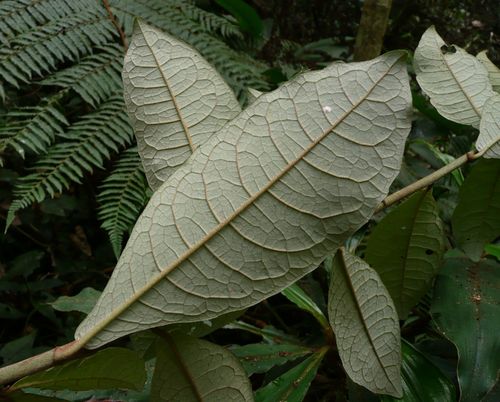 Brenandendron donianum (Cabbage tree) — photo