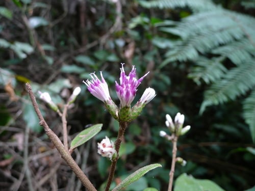 Brenandendron donianum