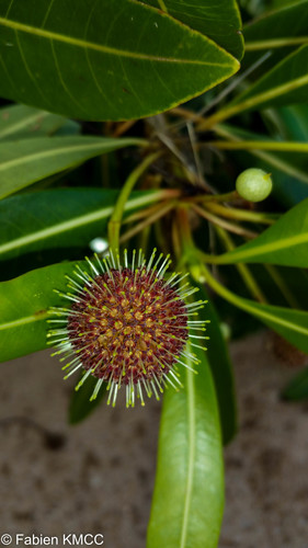 Breonadia salicina (Water shea nut) — photo