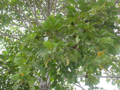 Breonia chinensis