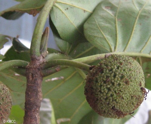 Breonia perrieri