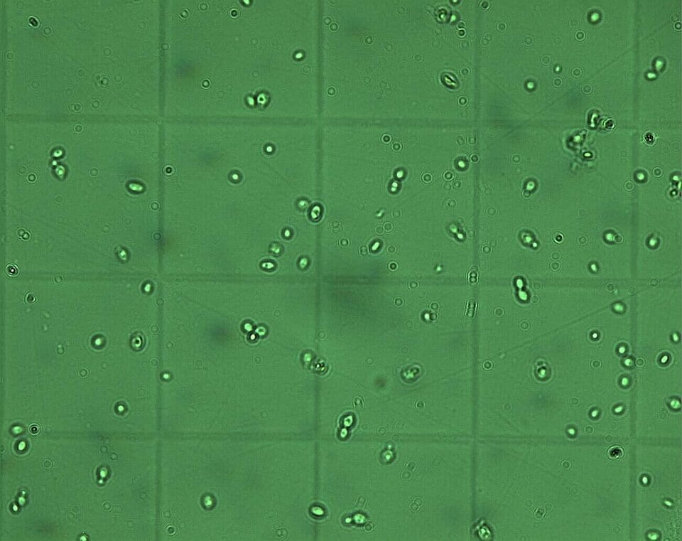 Brettanomyces lambicus