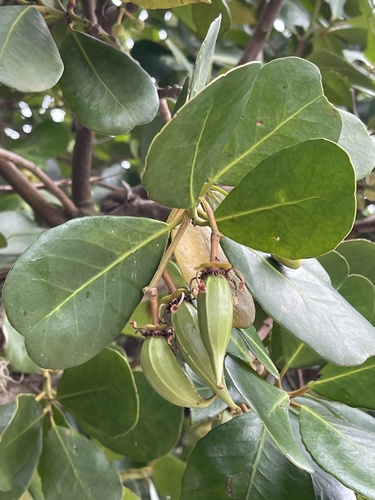 Brexia madagascariensis (Madagascar brexia) — photo