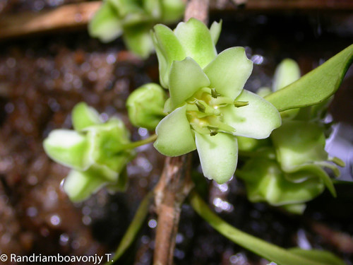 Brexia madagascariensis (Madagascar brexia) — photo