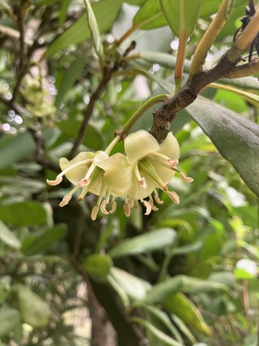 Celastraceae