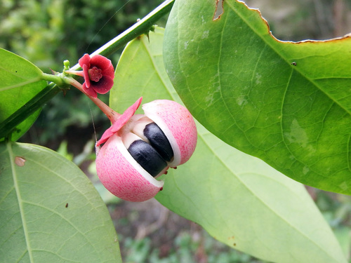 Breynia androgyna (Star gooseberry) — photo