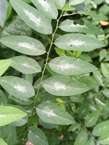 Breynia androgyna (Star gooseberry) — photo