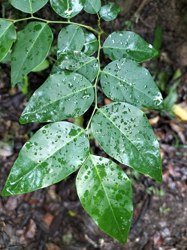 Breynia cernua — photo