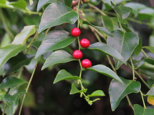 Breynia cernua