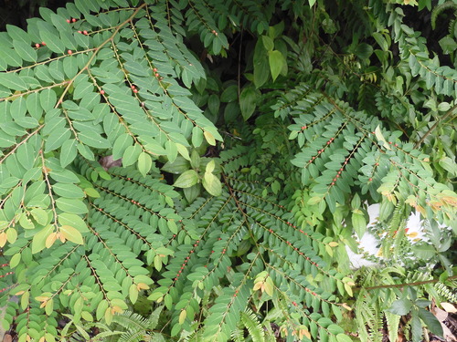 Breynia discigera (Saga monyit) — photo