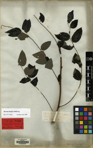 Breynia discigera