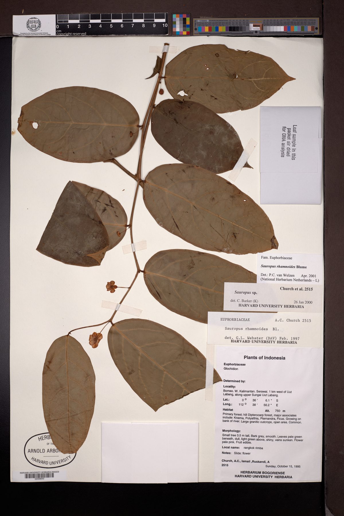 Breynia lanceolata (Egg katuk bush) — photo