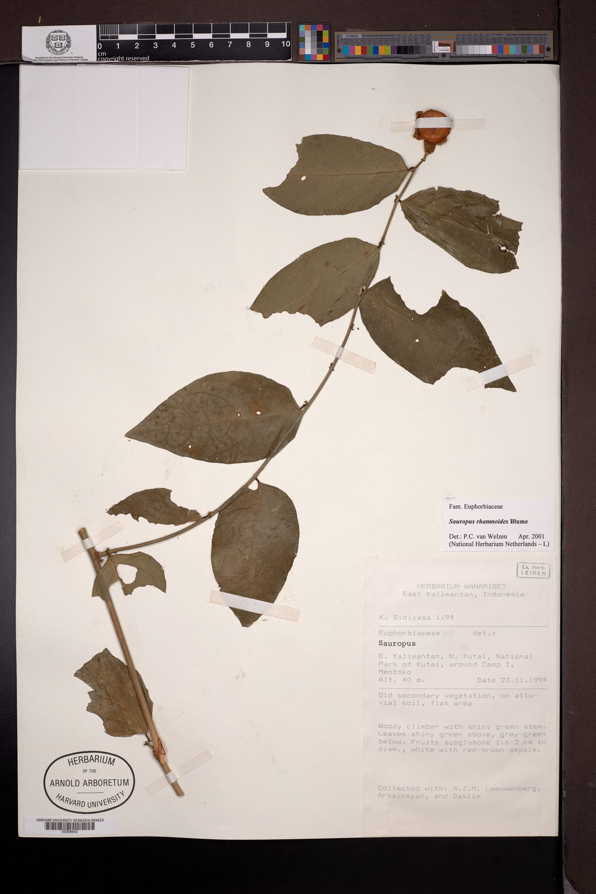 Breynia lanceolata (Egg katuk bush) — photo