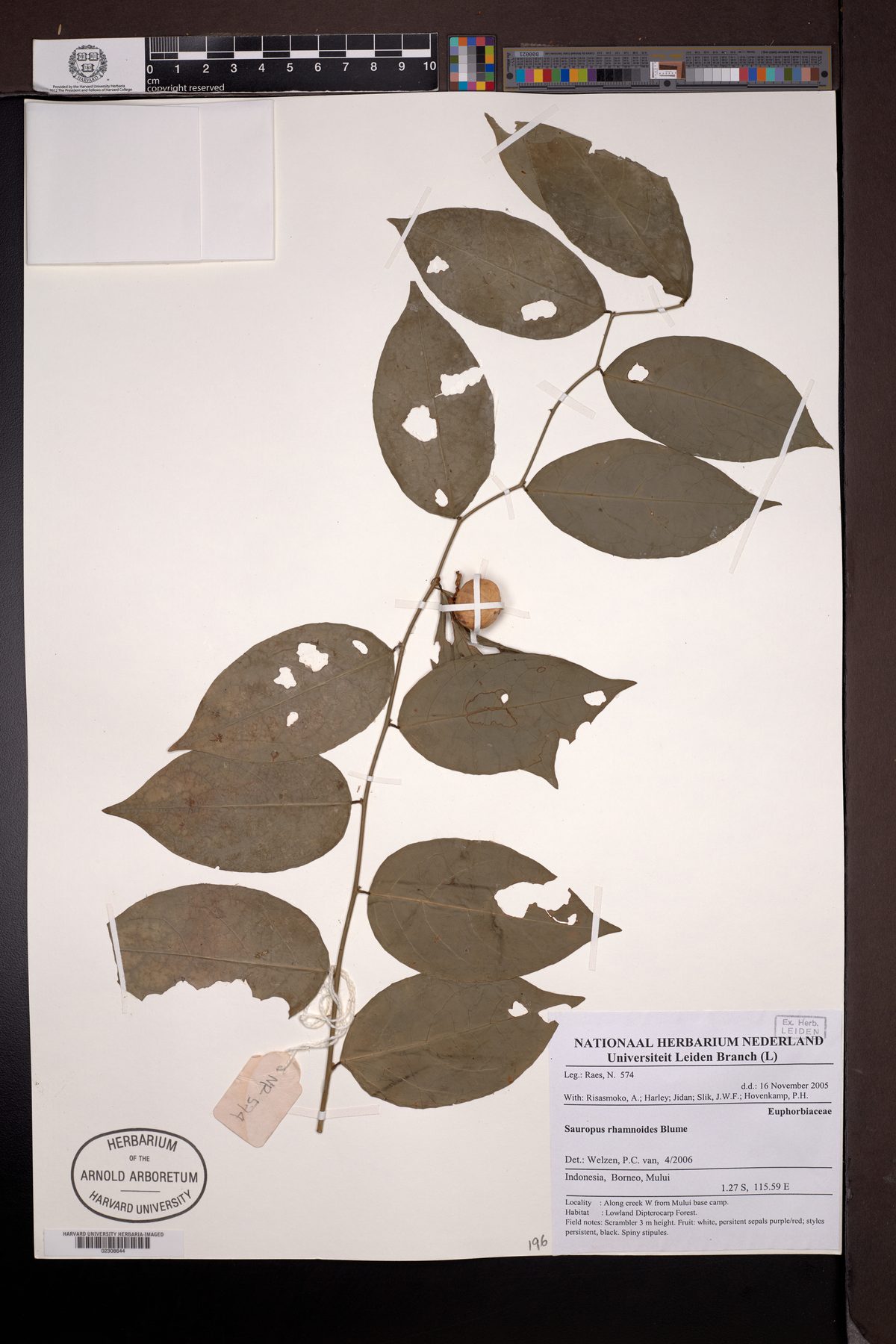Breynia lanceolata