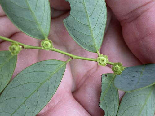 Breynia oblongifolia (Oblong-leafed breynia) — photo
