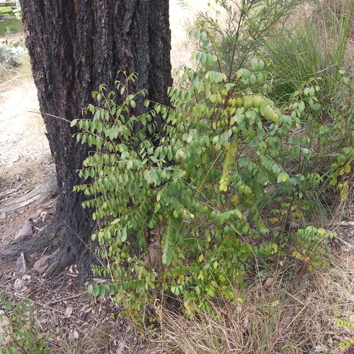 Breynia oblongifolia (Oblong-leafed breynia) — photo