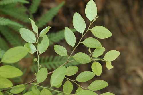 Breynia oblongifolia