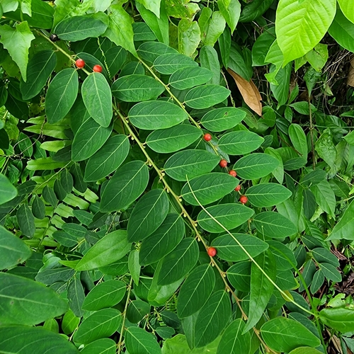 Breynia racemosa — photo