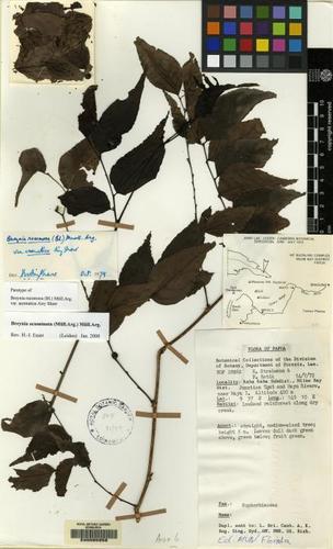Breynia racemosa
