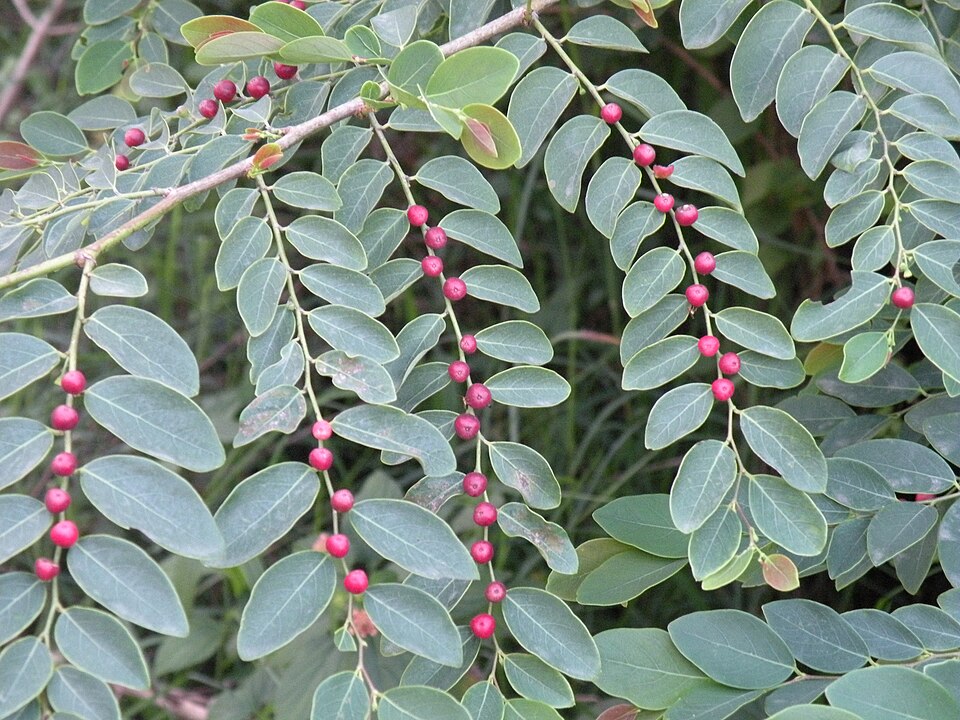 Breynia rhamnoides