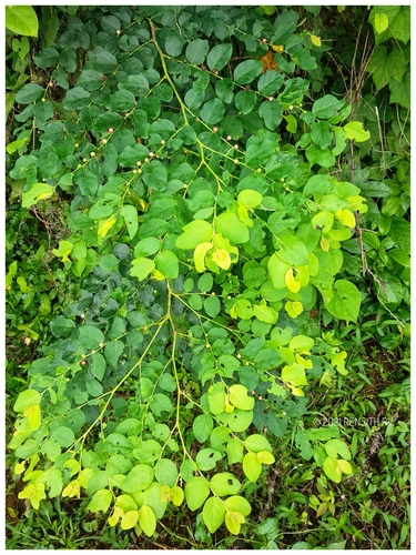 Breynia vitis-idaea (Indian snowberry) — photo