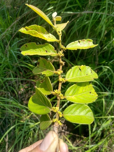Bridelia atroviridis