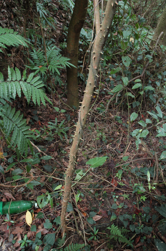 Bridelia balansae — photo