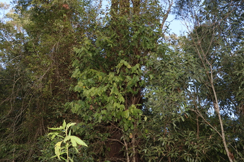 Bridelia exaltata (Brush ironbark) — photo