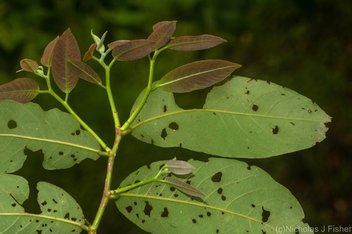 Bridelia exaltata