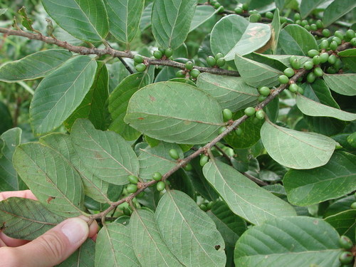 Bridelia ferruginea