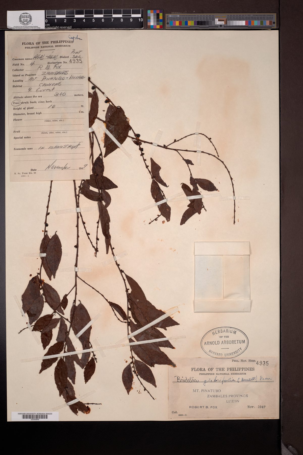 Bridelia glabrifolia (Agai) — photo