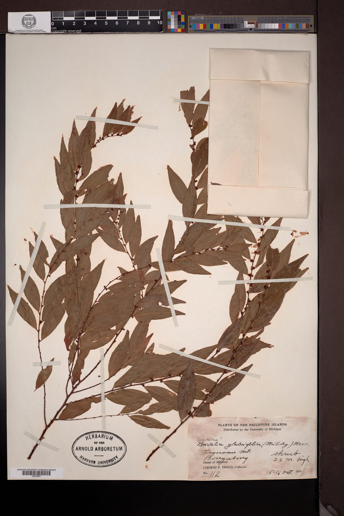 Bridelia glabrifolia (Agai) — photo