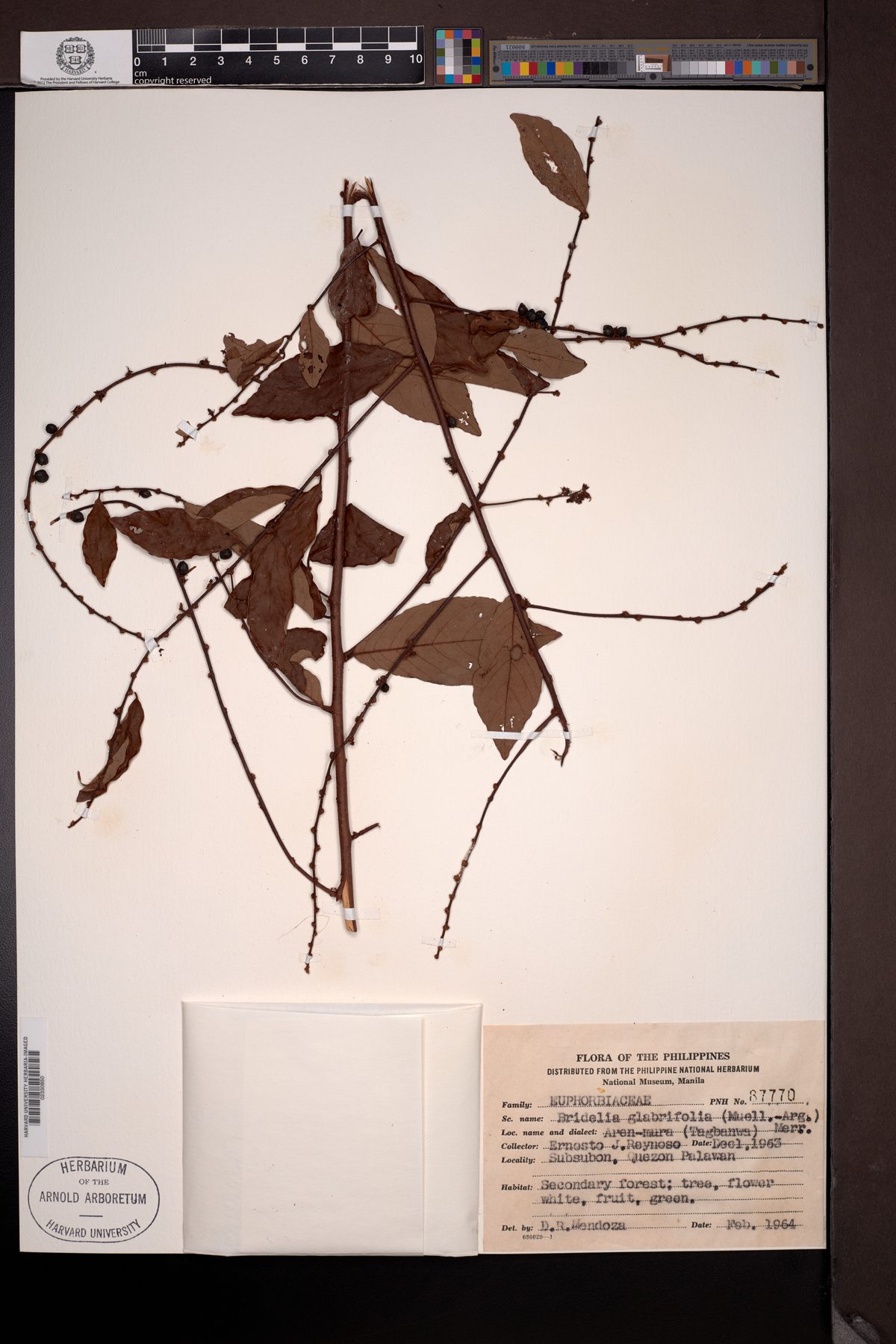 Bridelia glabrifolia