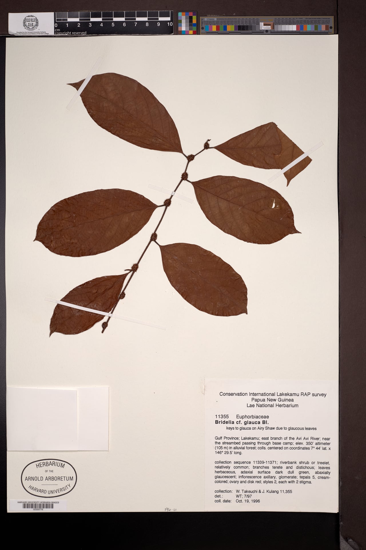 Bridelia glauca (Rhinoceros wood tree) — photo
