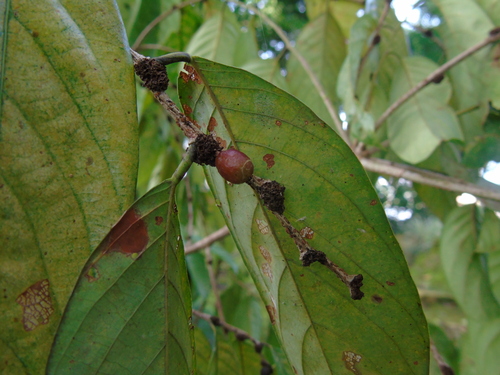 Bridelia glauca