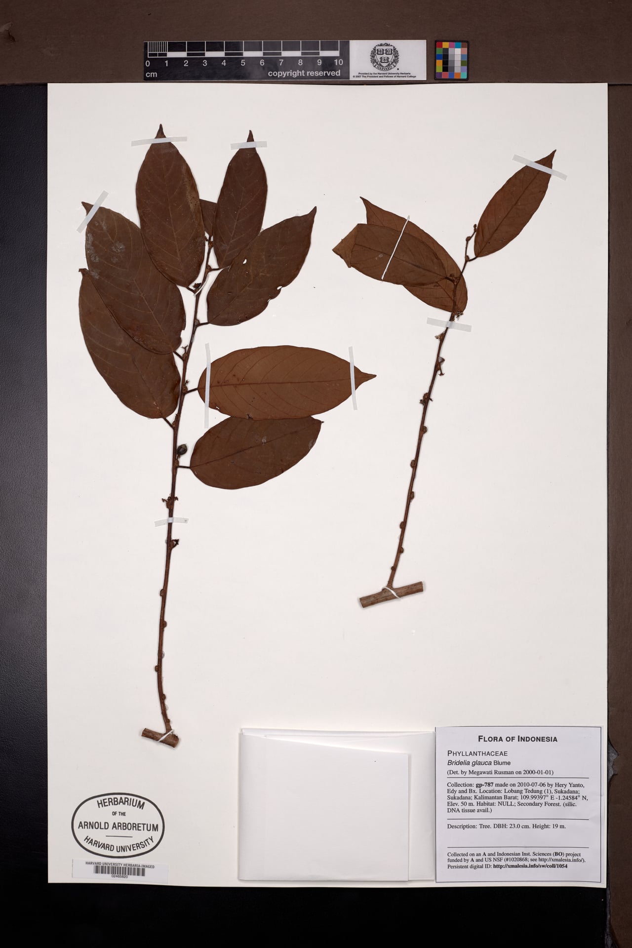 Bridelia glauca (Rhinoceros wood tree) — photo