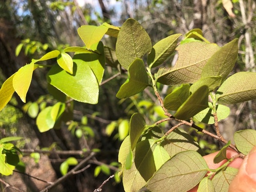 Bridelia leichhardtii (Small-leaved scrub ironbark) — photo