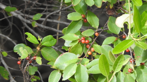 Bridelia leichhardtii