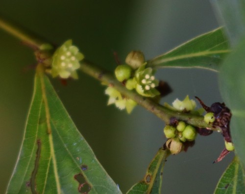 Bridelia montana — photo
