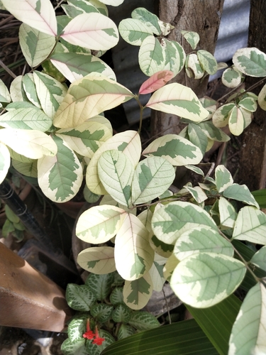 Bridelia ovata (Makaa tree) — photo