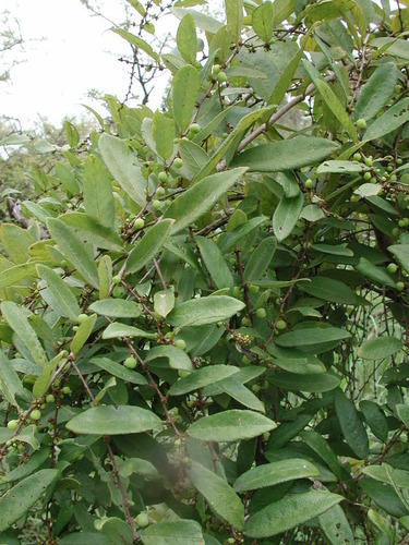 Bridelia scleroneura (Haragillo) — photo