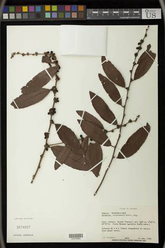 Bridelia scleroneura (Haragillo) — photo