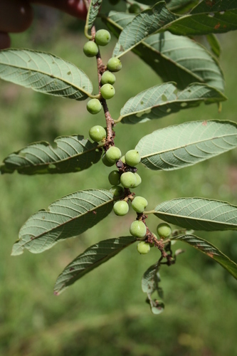 Bridelia scleroneura