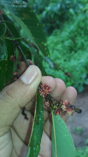 Bridelia squamosa — photo