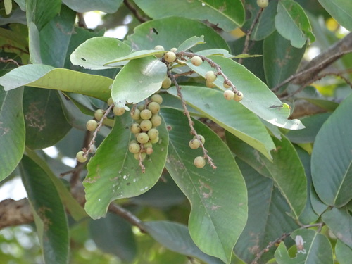 Bridelia squamosa — photo