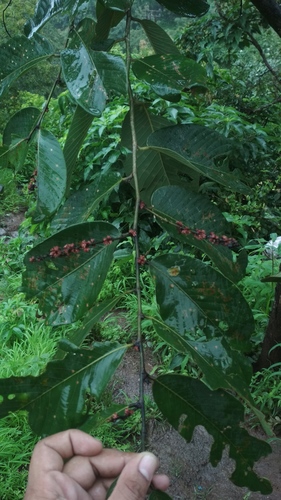 Bridelia squamosa