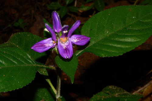 Brillantaisia madagascariensis — photo